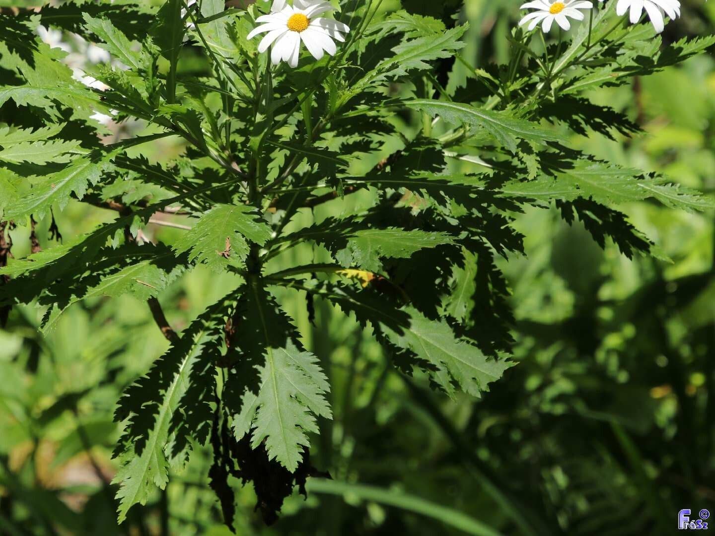 Argyranthemum 11