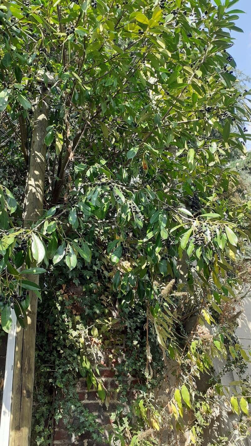 Diospyros