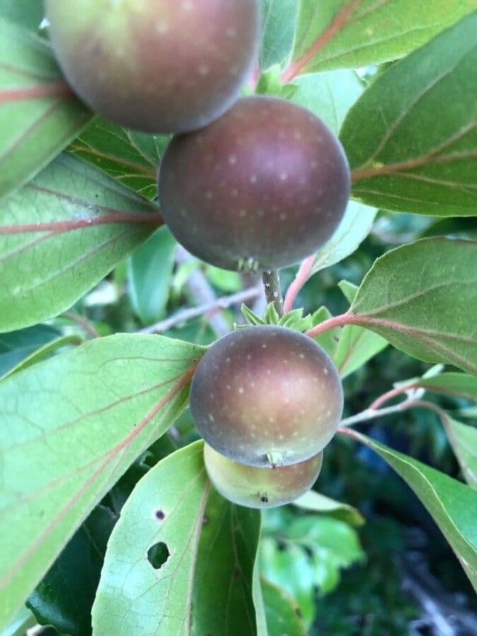 Dovyalis del Ceylon 4
