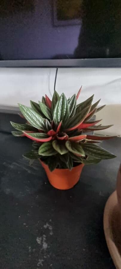 Peperomia 16