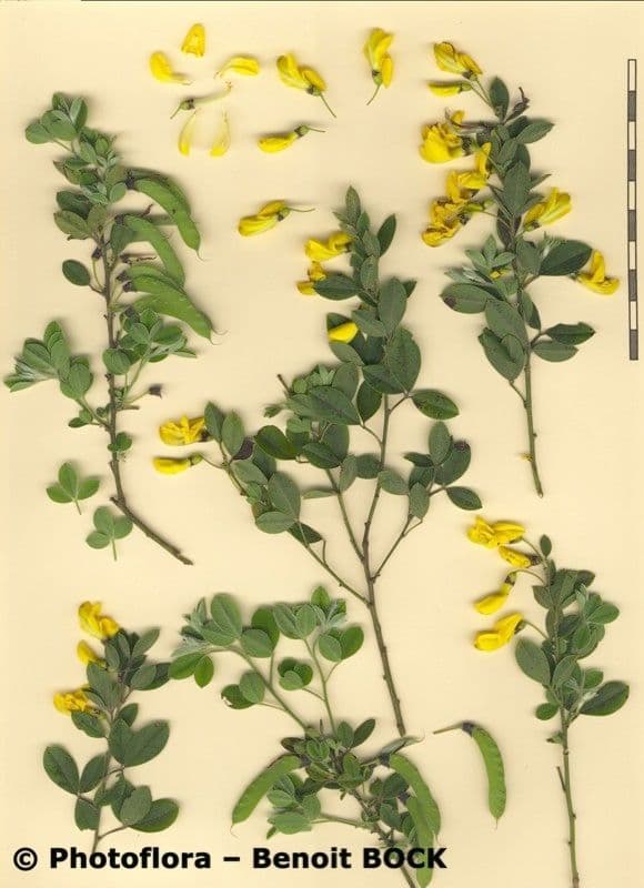 Vrbice 30