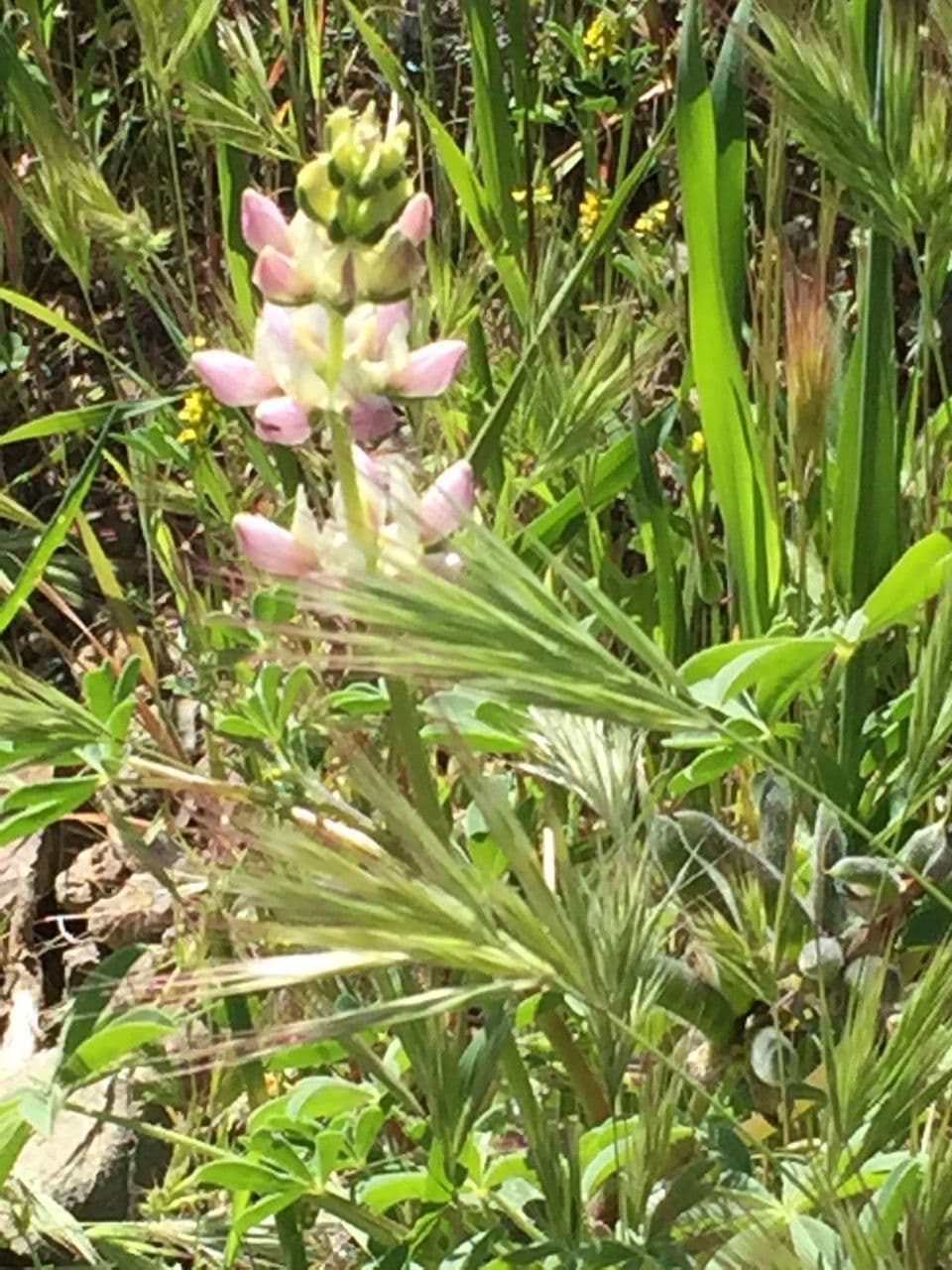 Dichtblütige Lupine 11