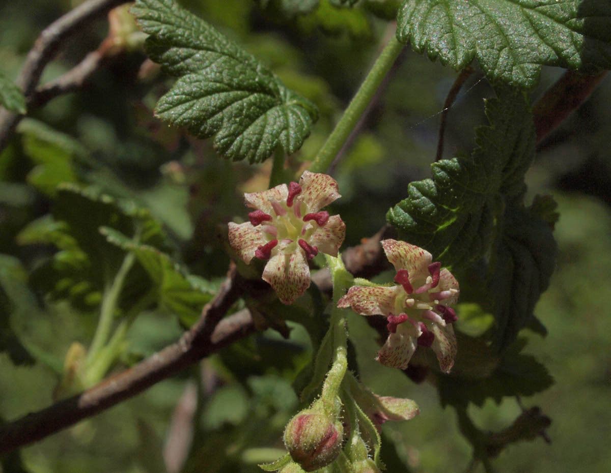 Ribes