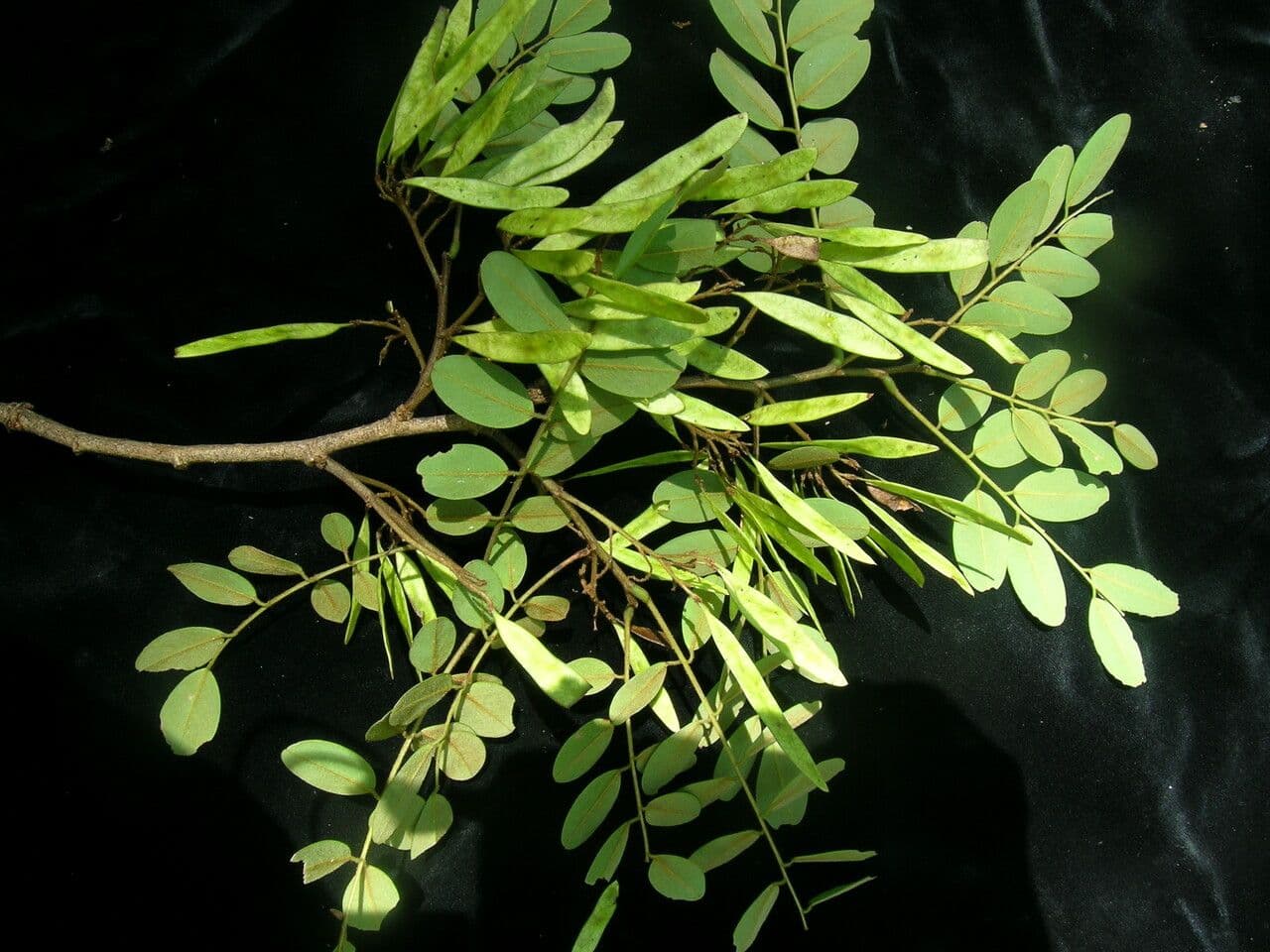Dalbergia