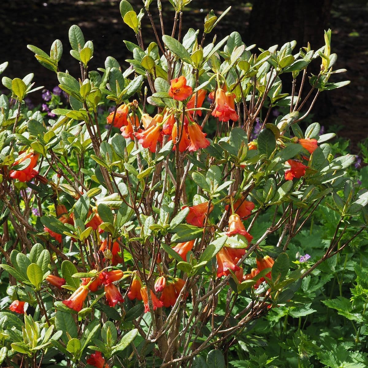 Rododendro 6
