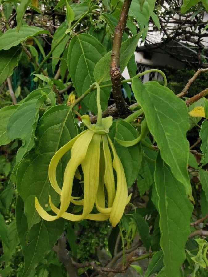 Ylang-ylang 10