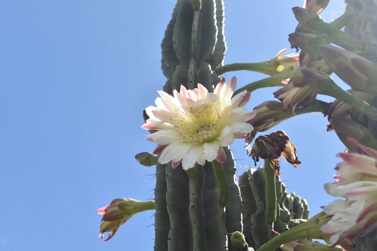 Cactus seto