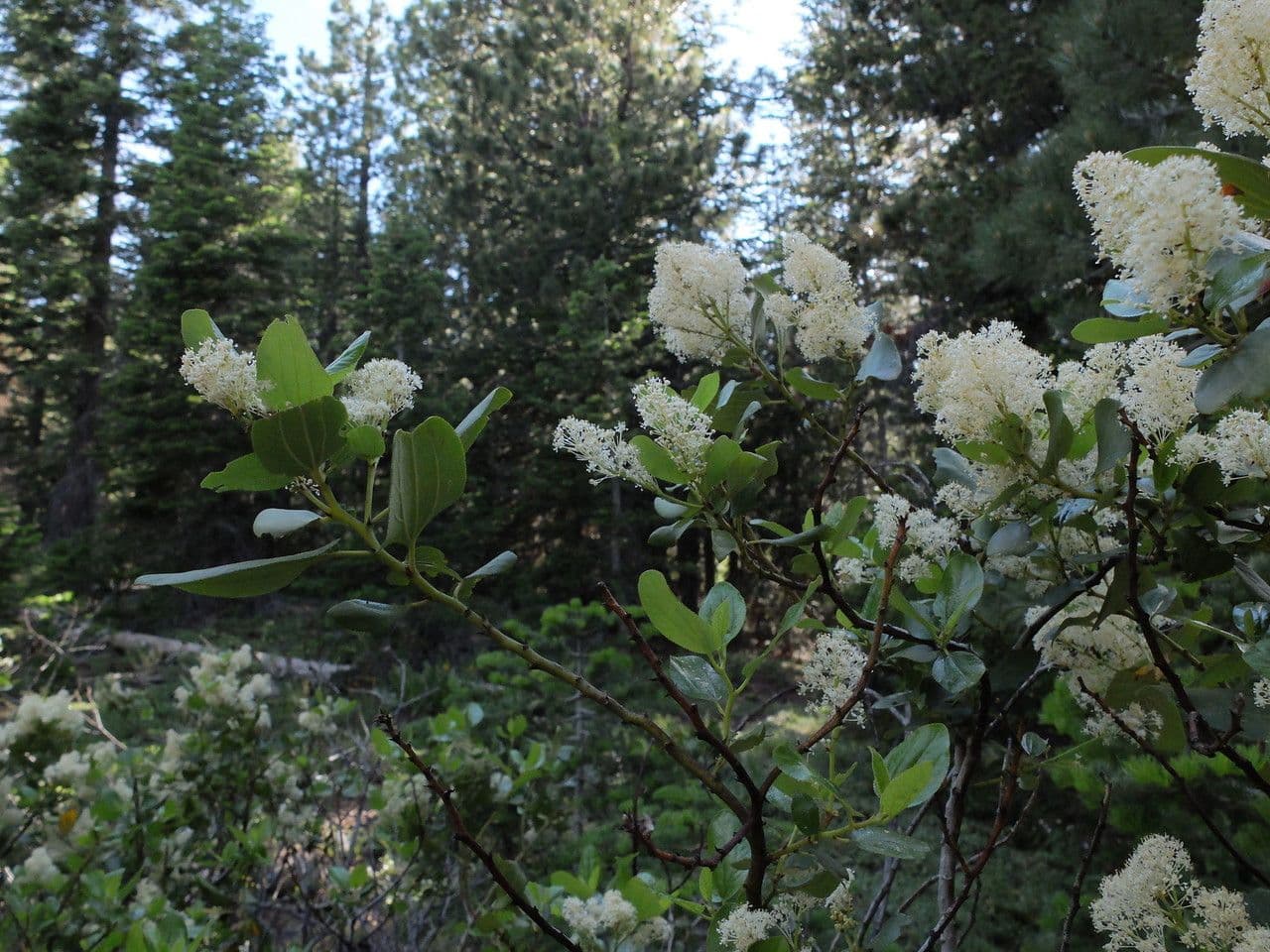 Ceanothus sametový 11