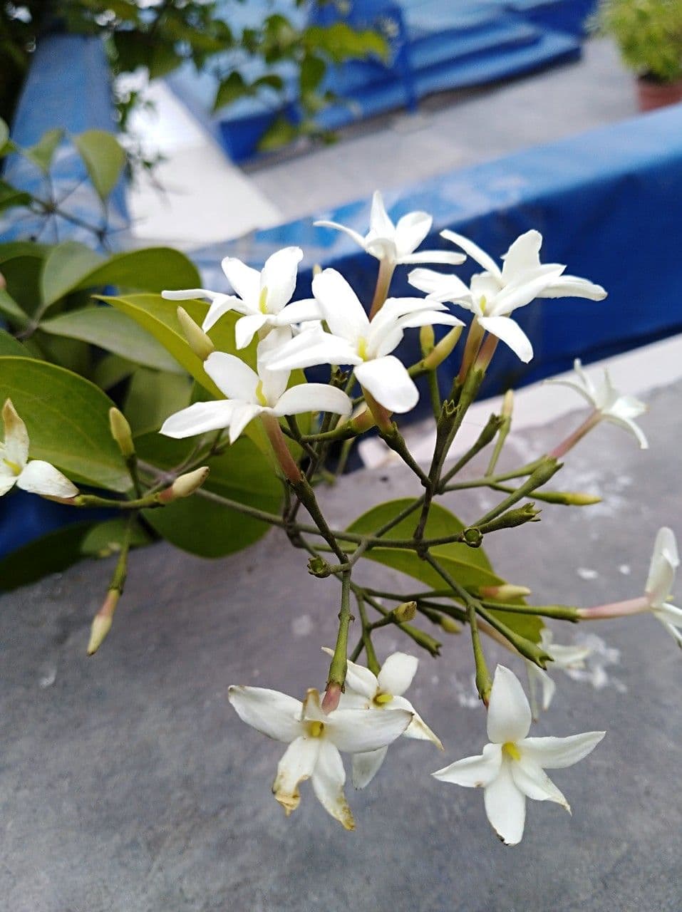 Jasmin 13