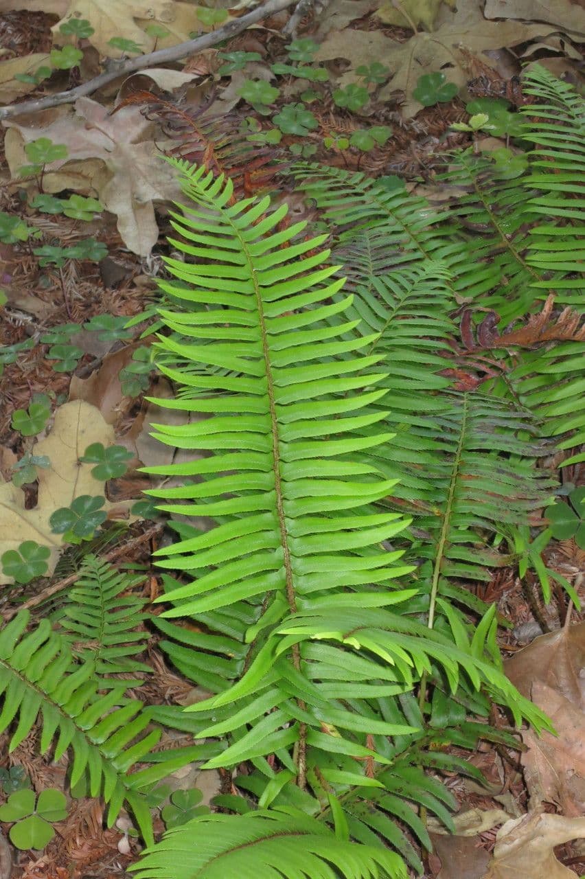 Polystic à épées 26