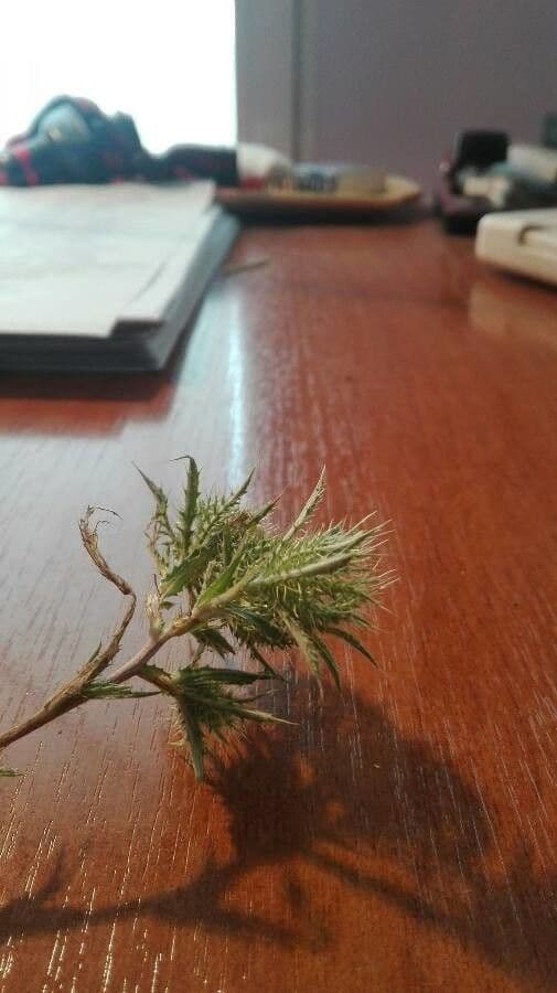 Cardo