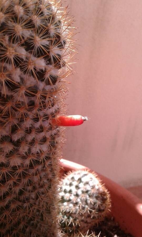 Mammillaria 4