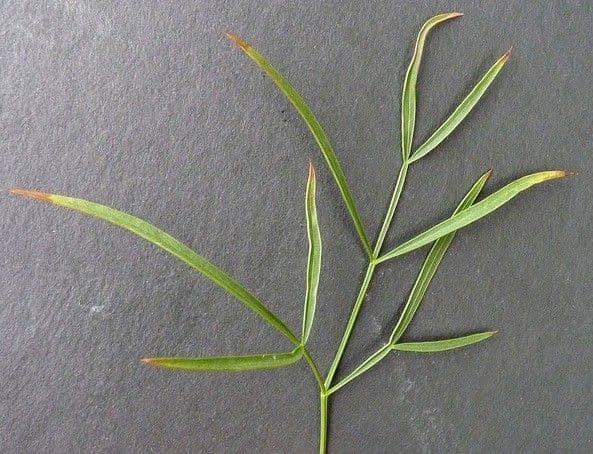 Peucedano gallico 25