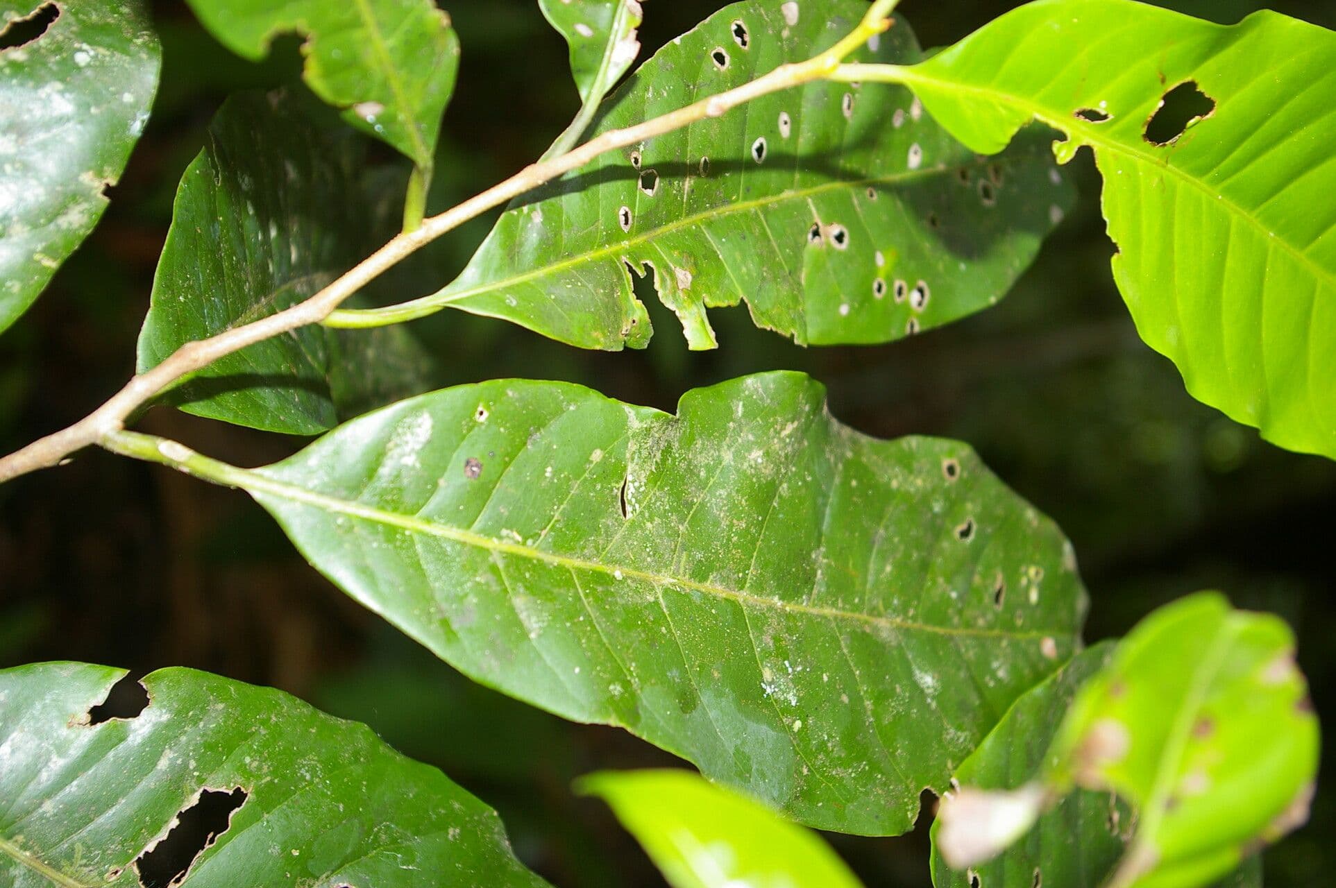 Pouteria