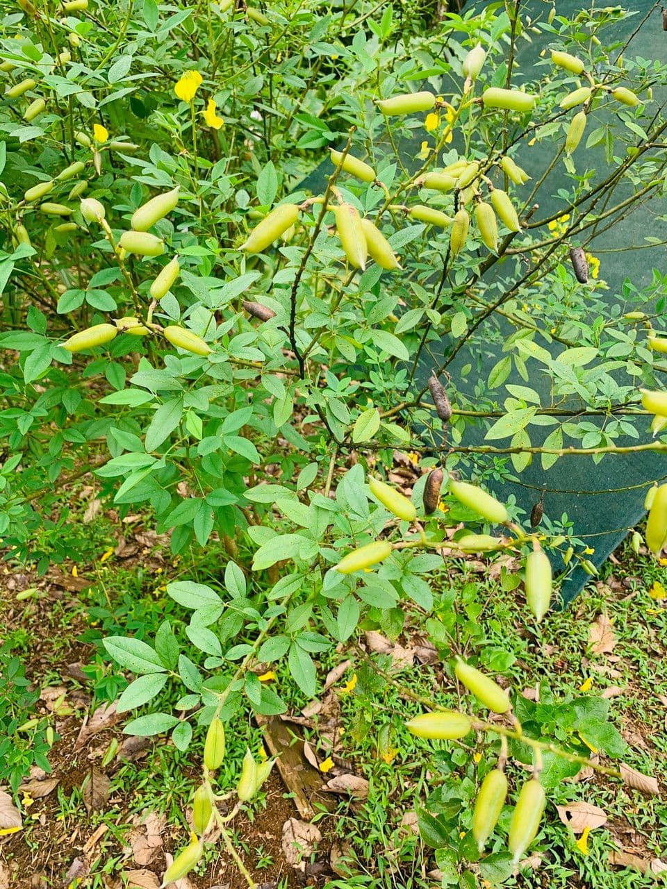 Crotalaria 3