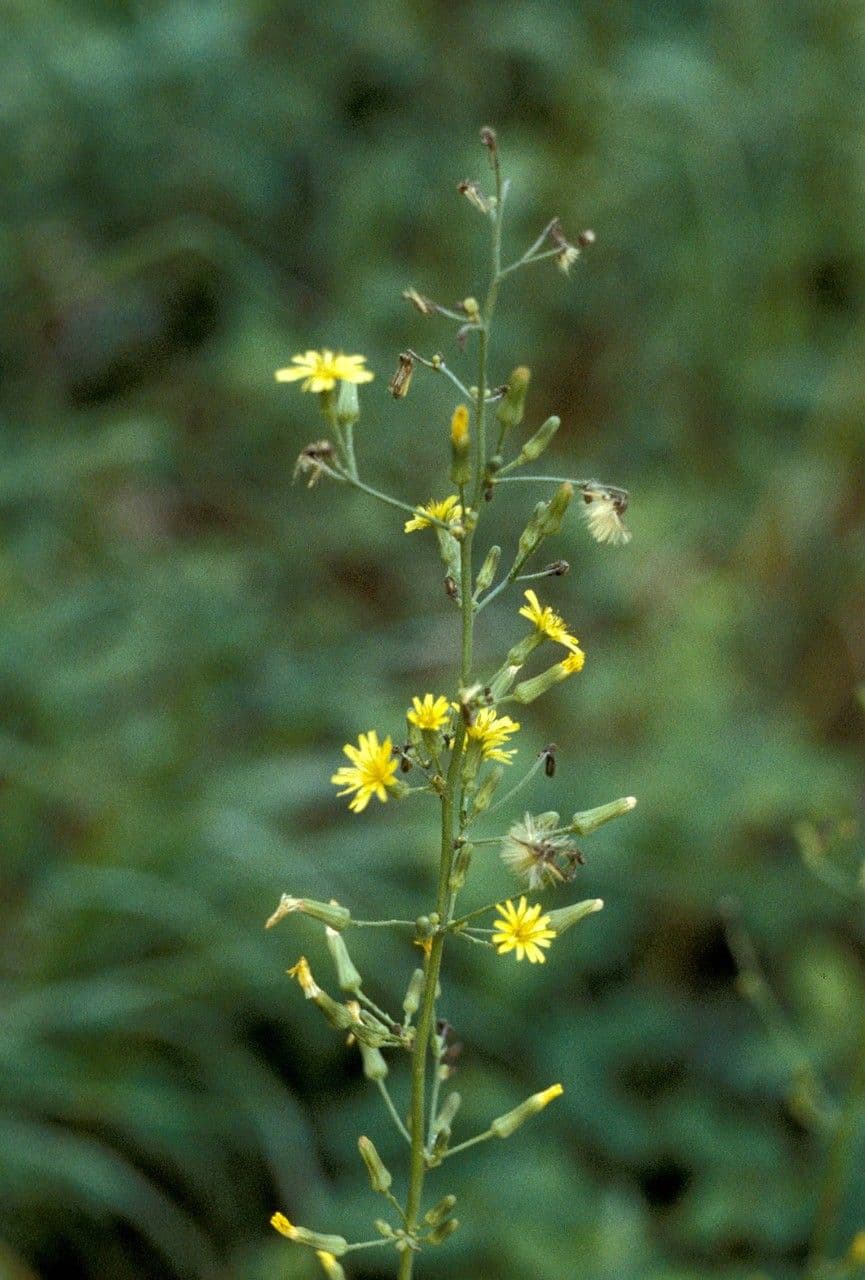 Lattuga pelosa 5