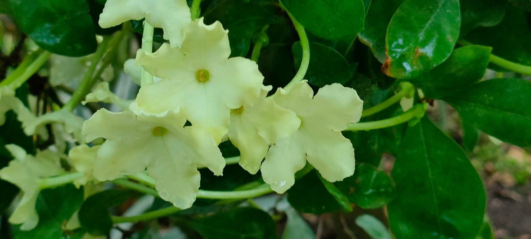 Brunfelsia 2