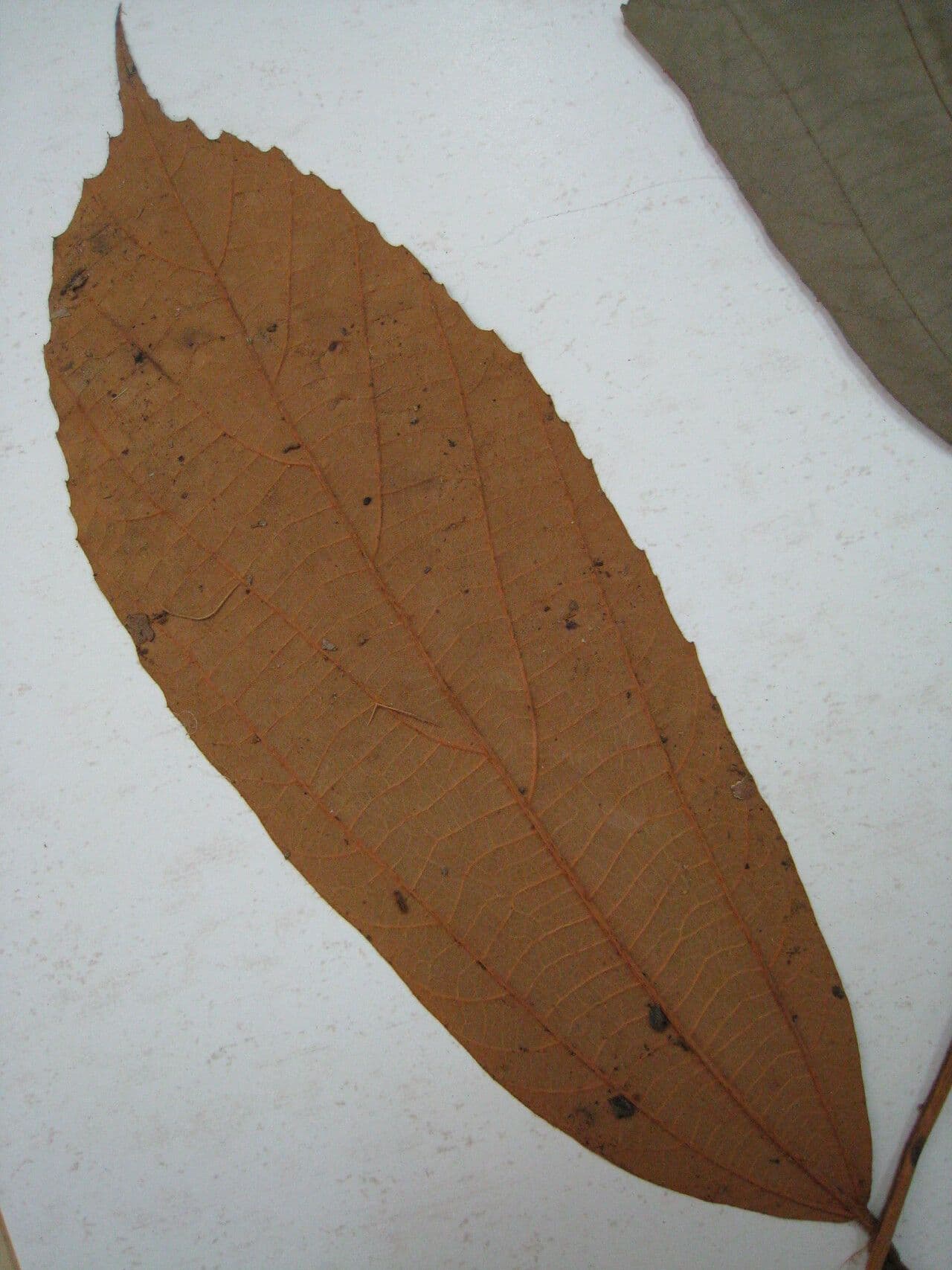 Lueheopsis 2