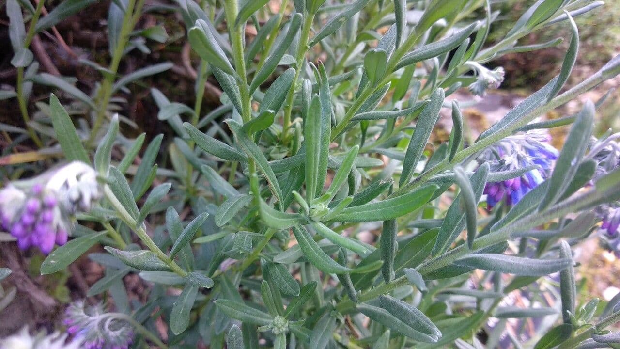 Moltkia 12