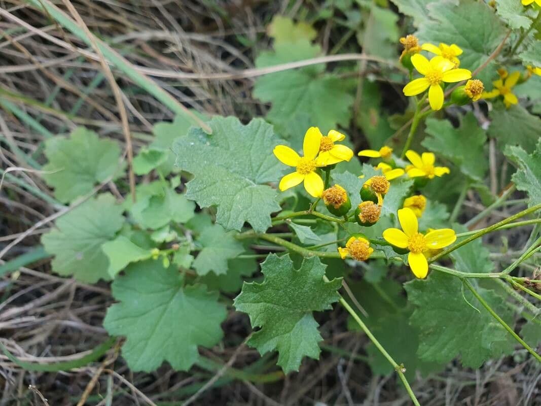 Cineraria deltoidea 3