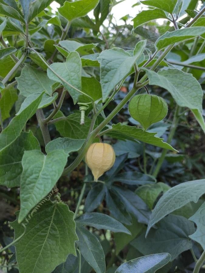 Physalis pubescent 5