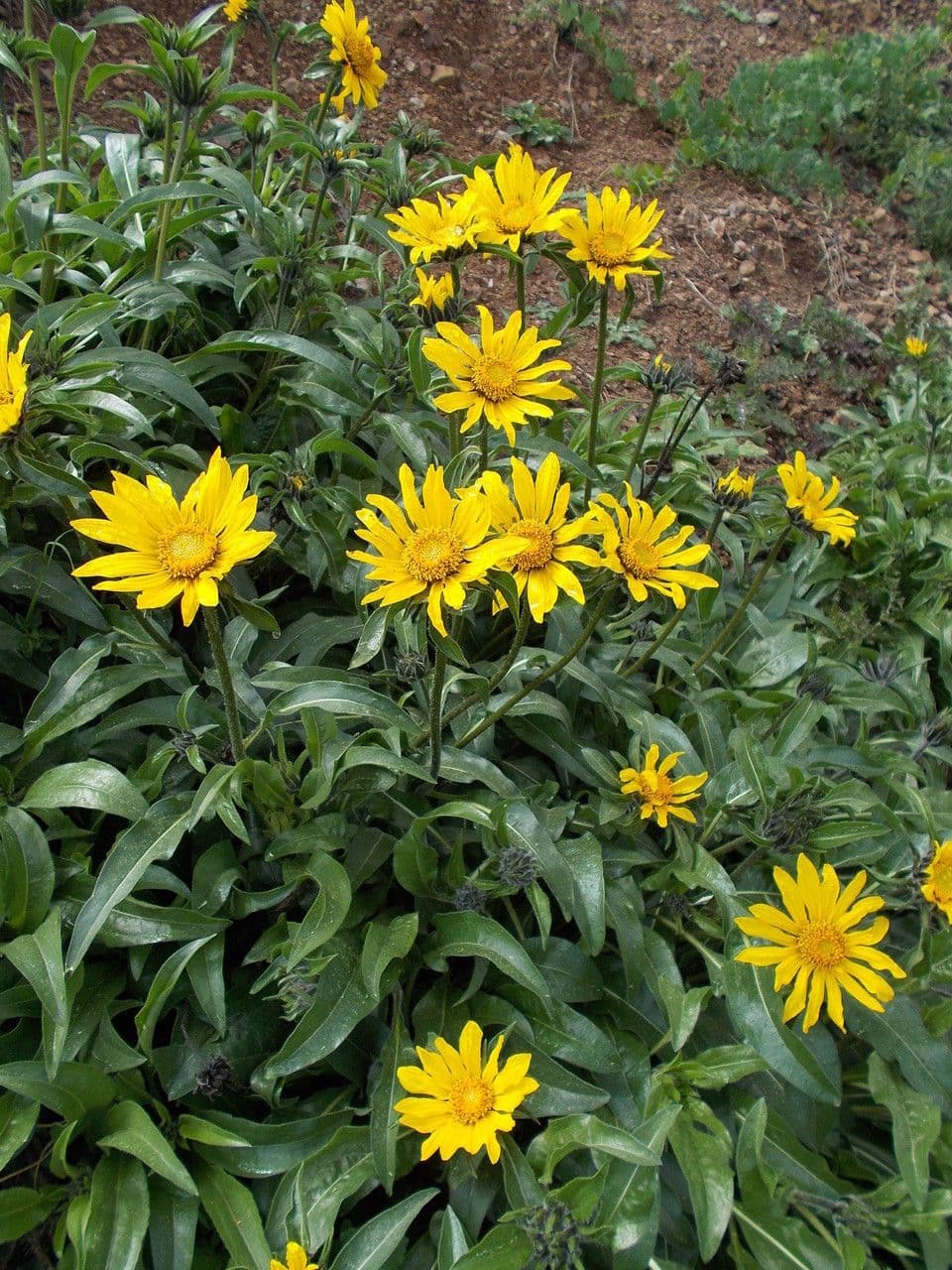 Helianthella 10
