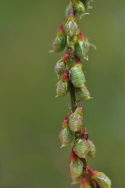 Meliloto comune 4