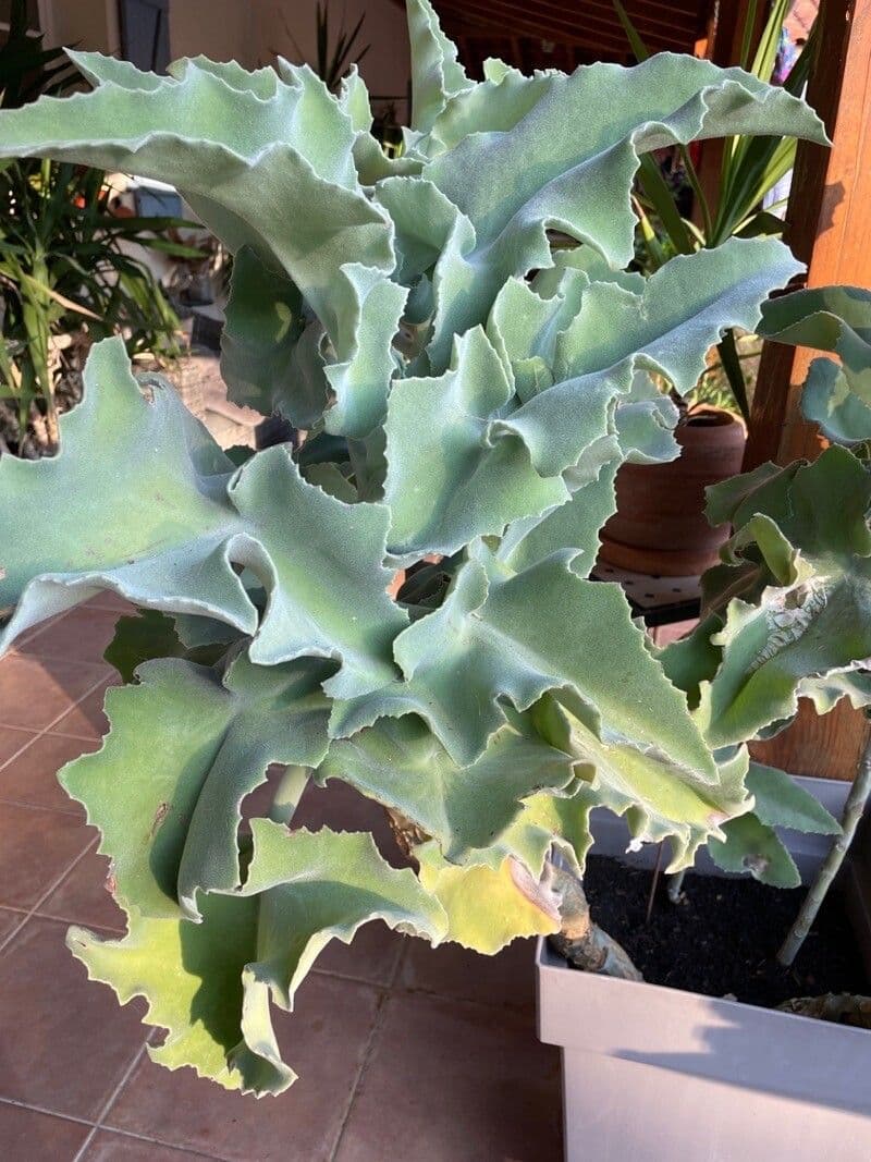 Donkey's ear 26