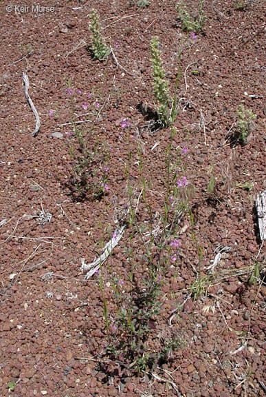 Clarkia romboidale 9