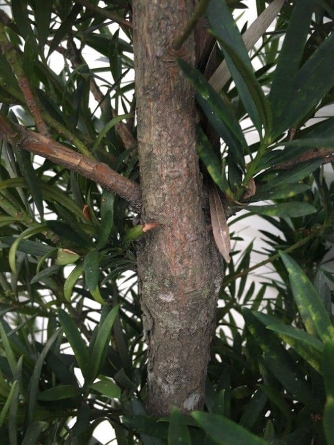 Podocarpus macrophyllus 25