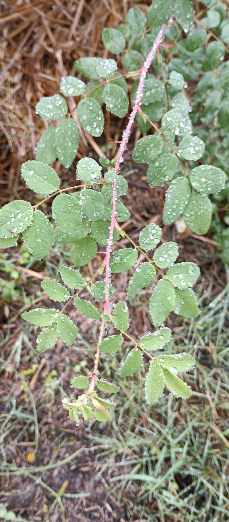Rosa californiana 6