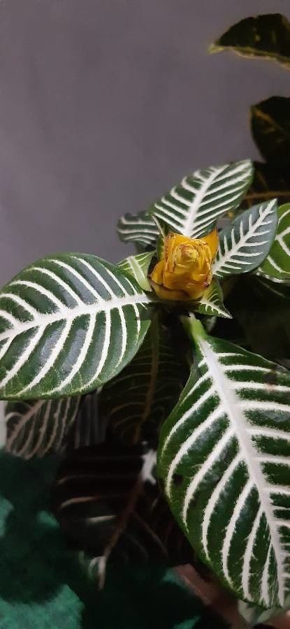 Aphelandra 23