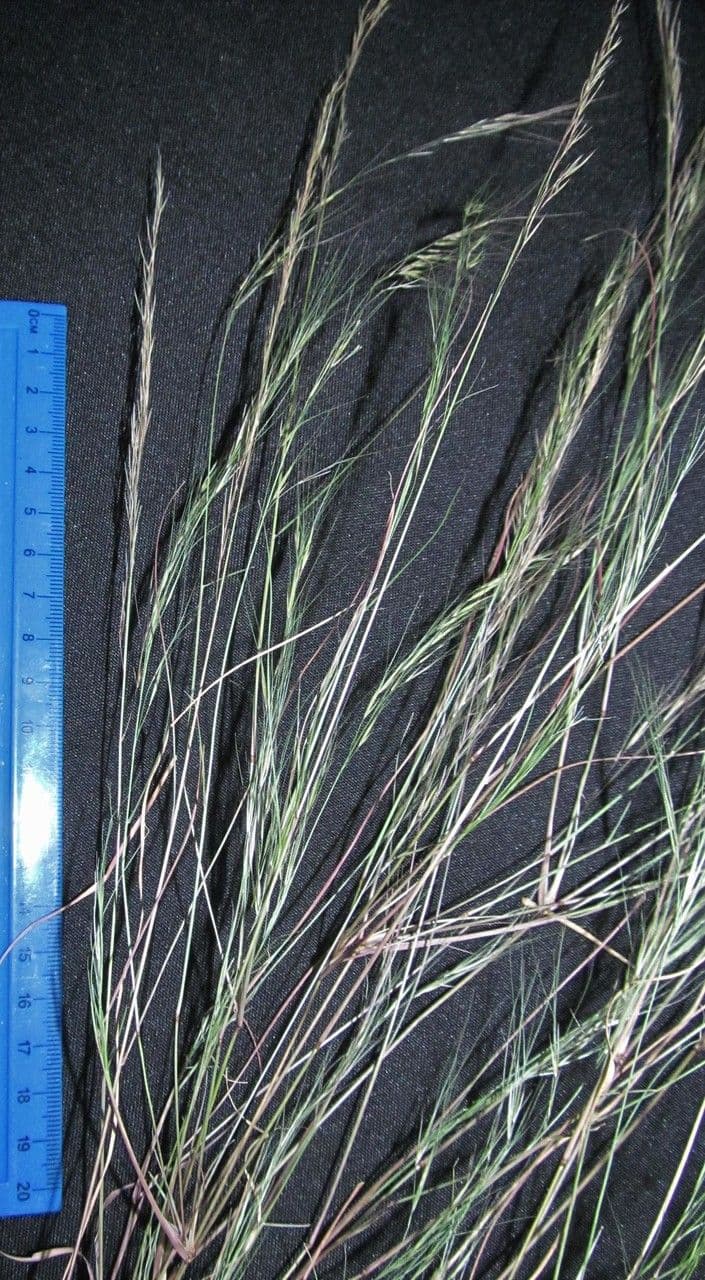Aristida 2