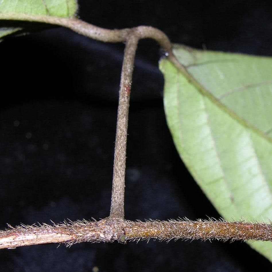 Hiraea 10