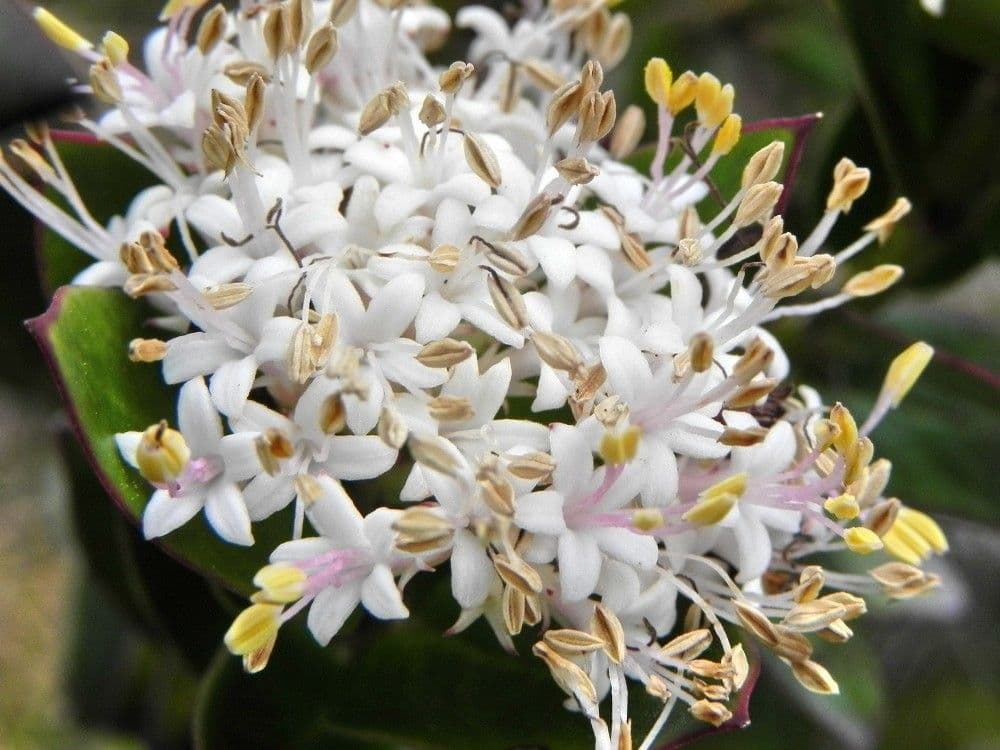 Normandia neocaledonica