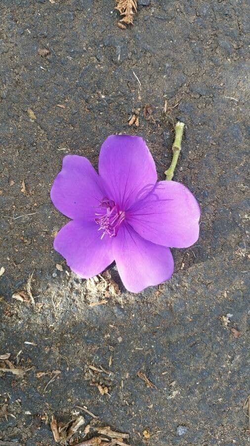 Flor de princesa 6