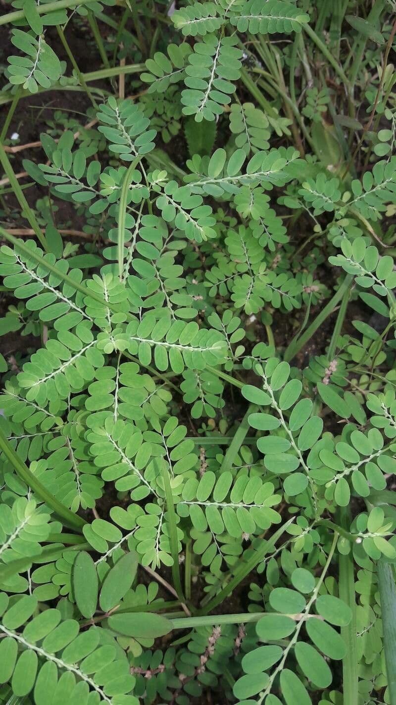 Fyllantus 6