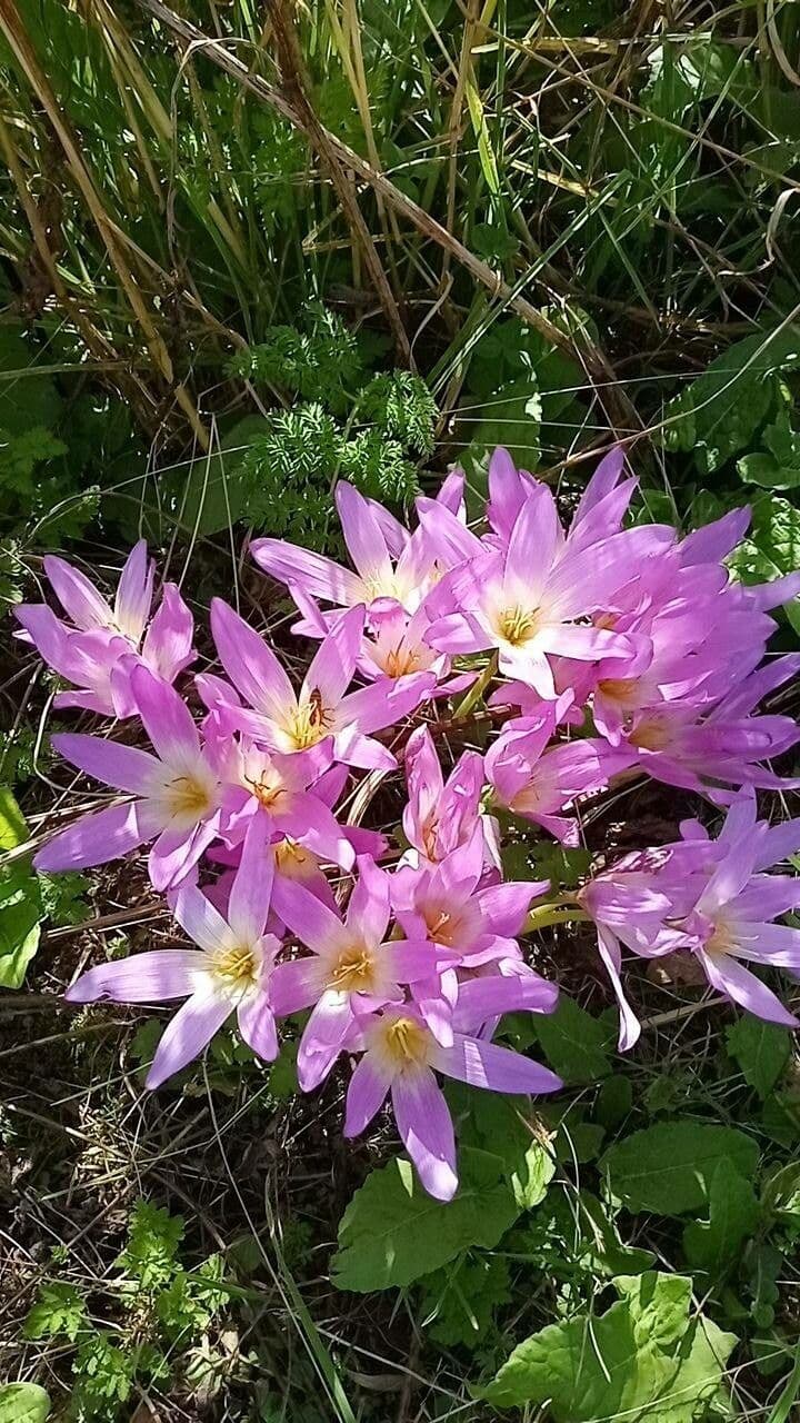 Colchico splendido 2