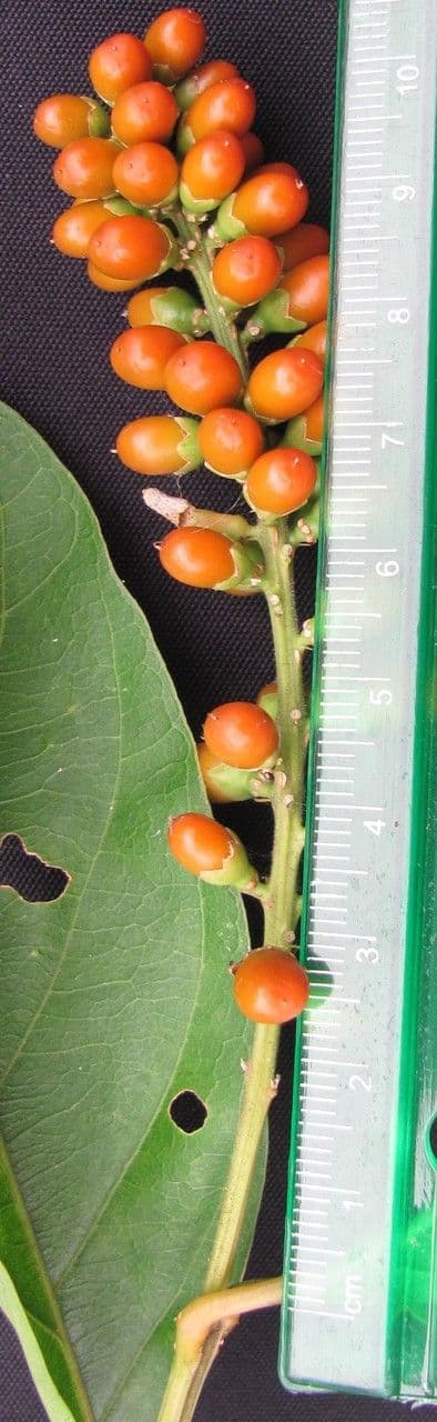 Citharexylum 7