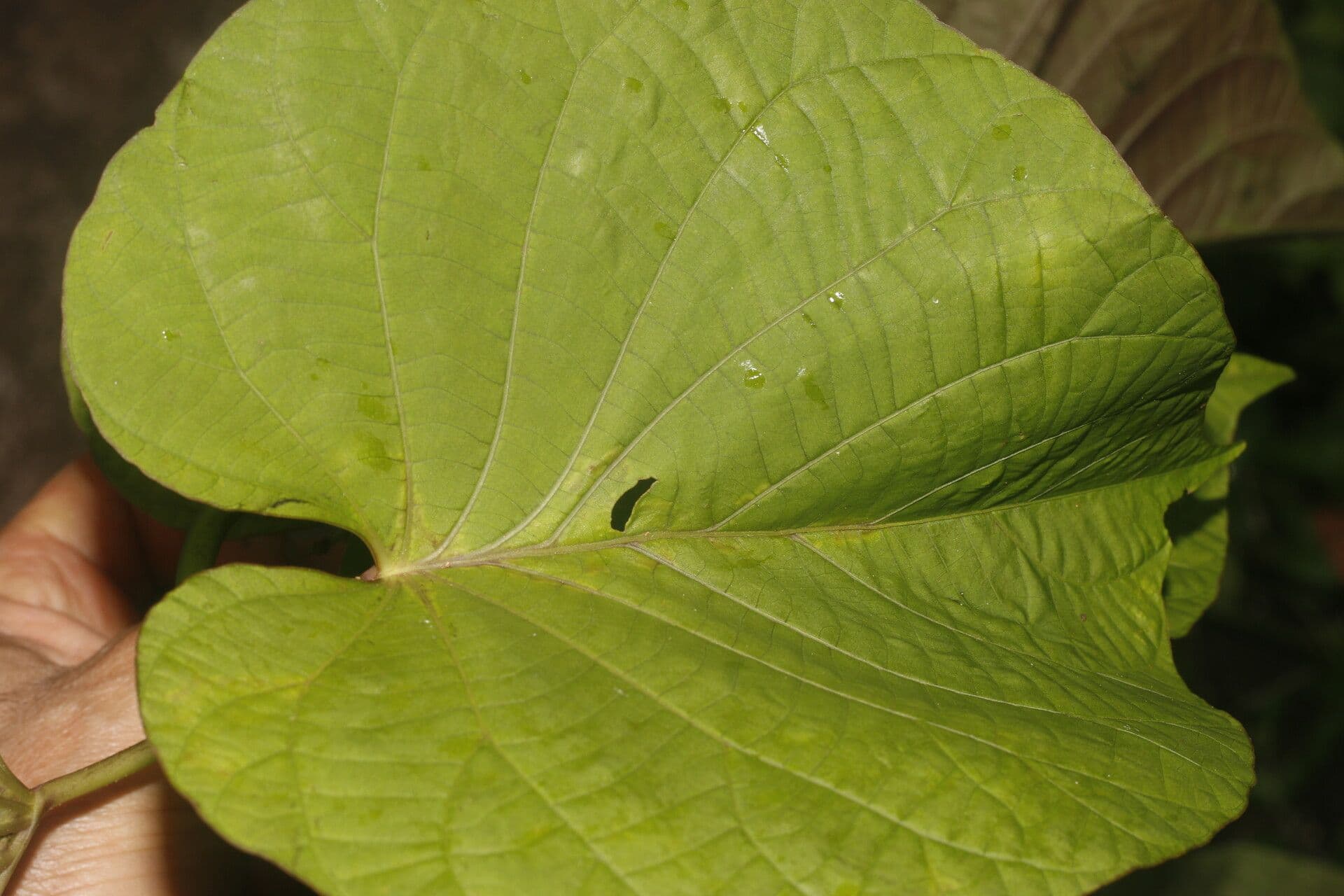 Ipomoea philomega 15