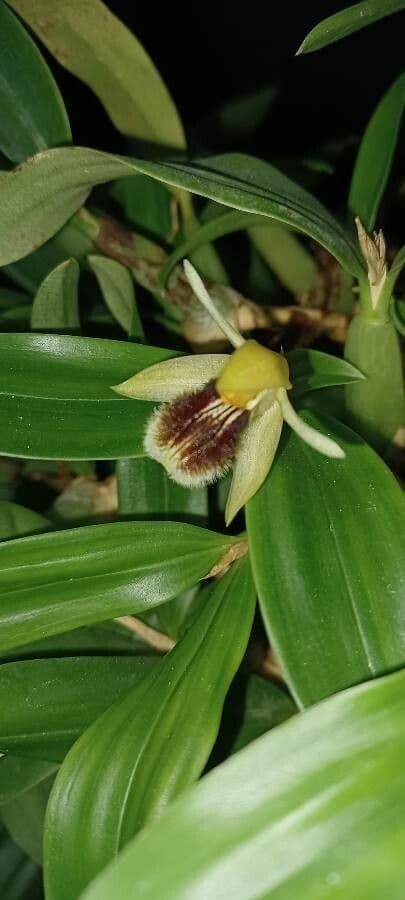Coelogyne 4