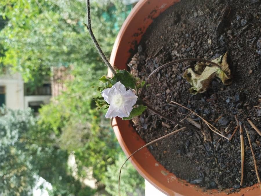 Ipomoea lacunosa 5