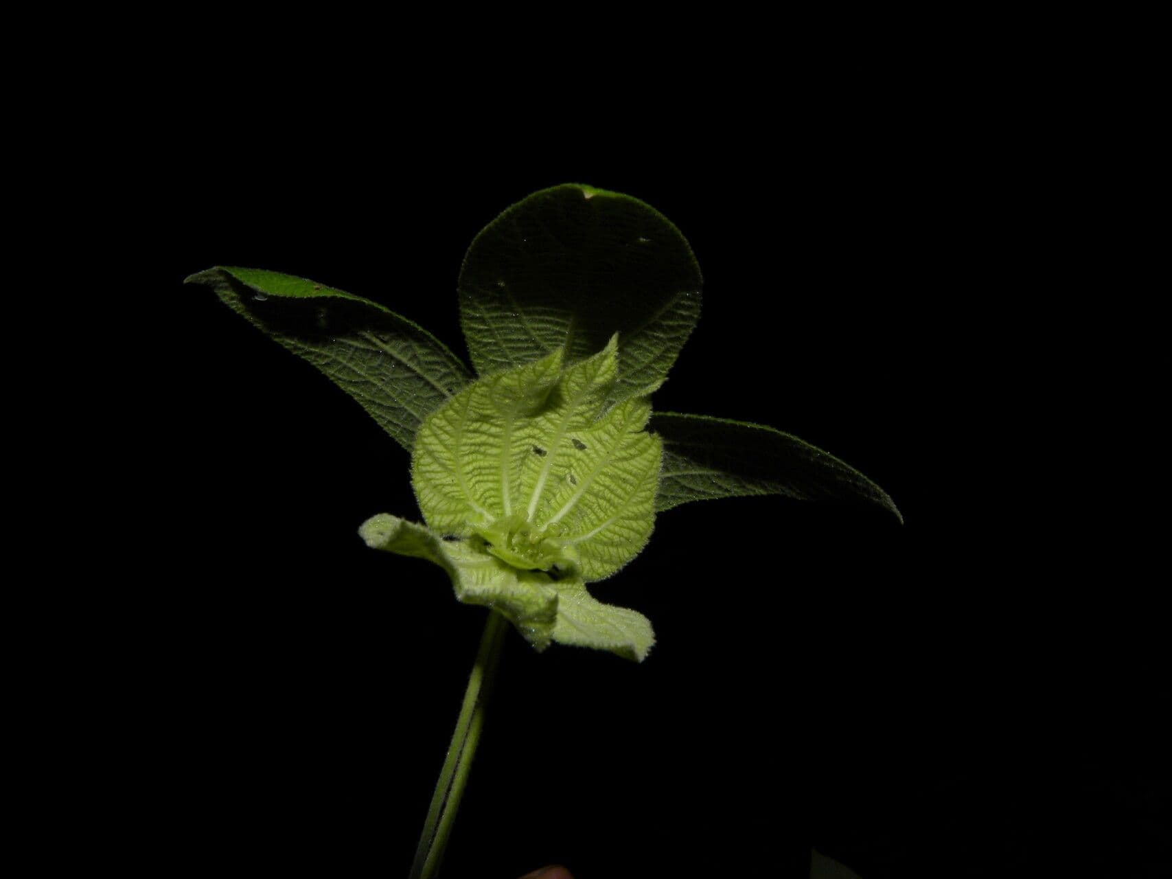 Dalechampia 11