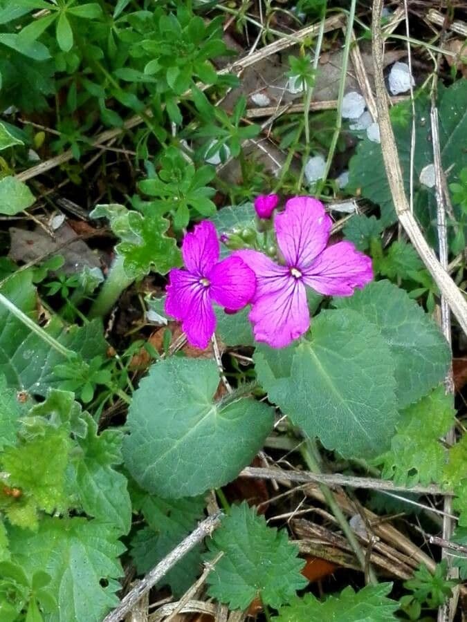 Malcolmia Marittima 19
