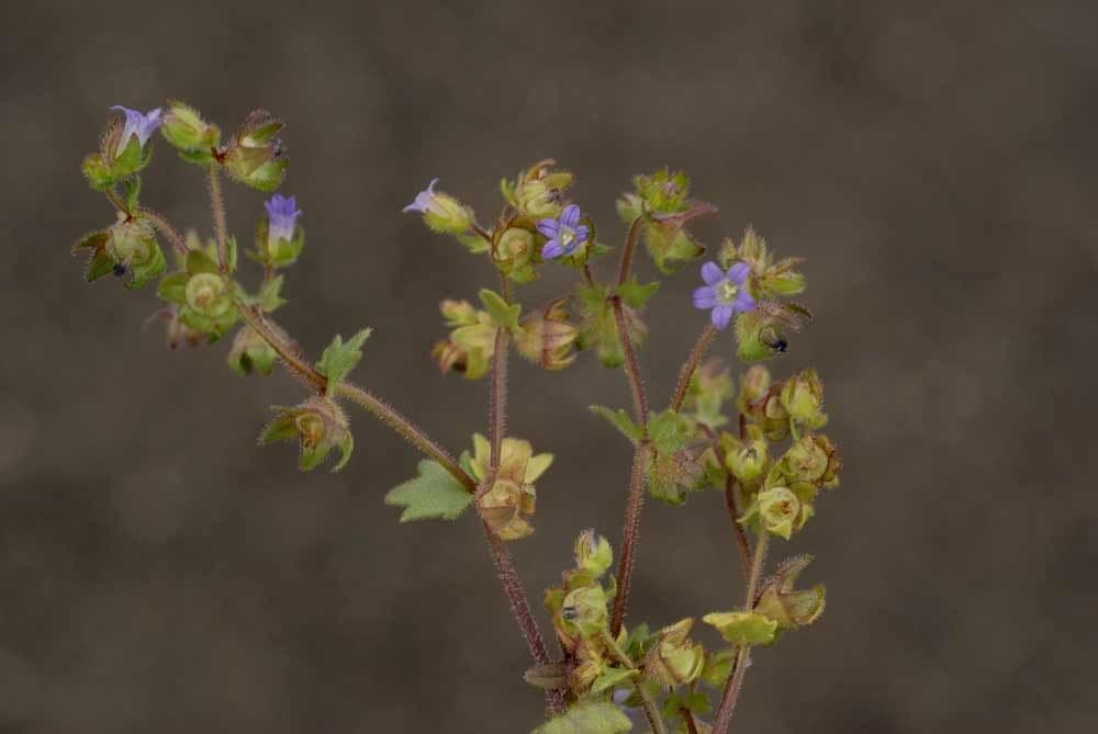Campanula erinus 29
