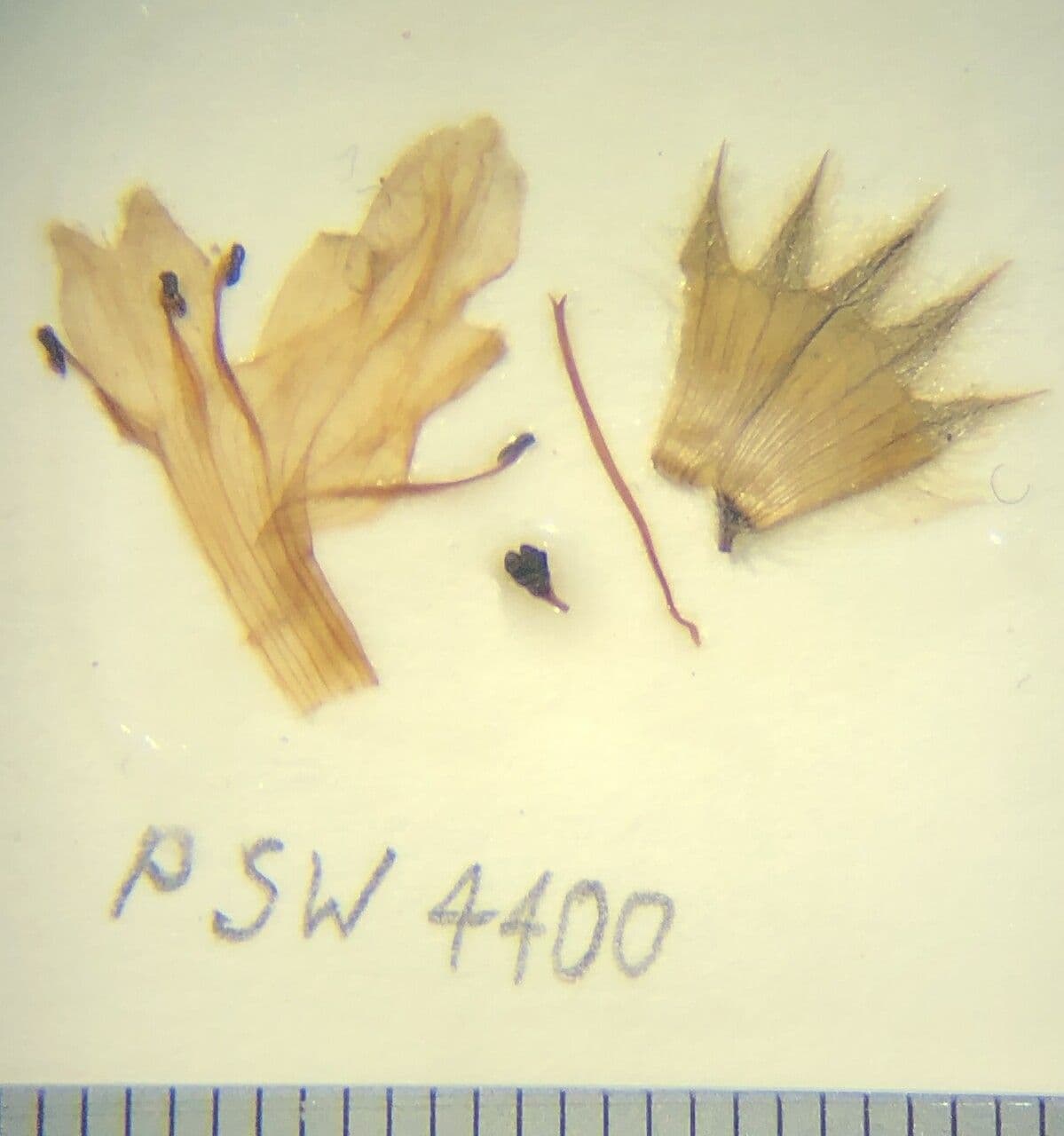 Stachys rigida
