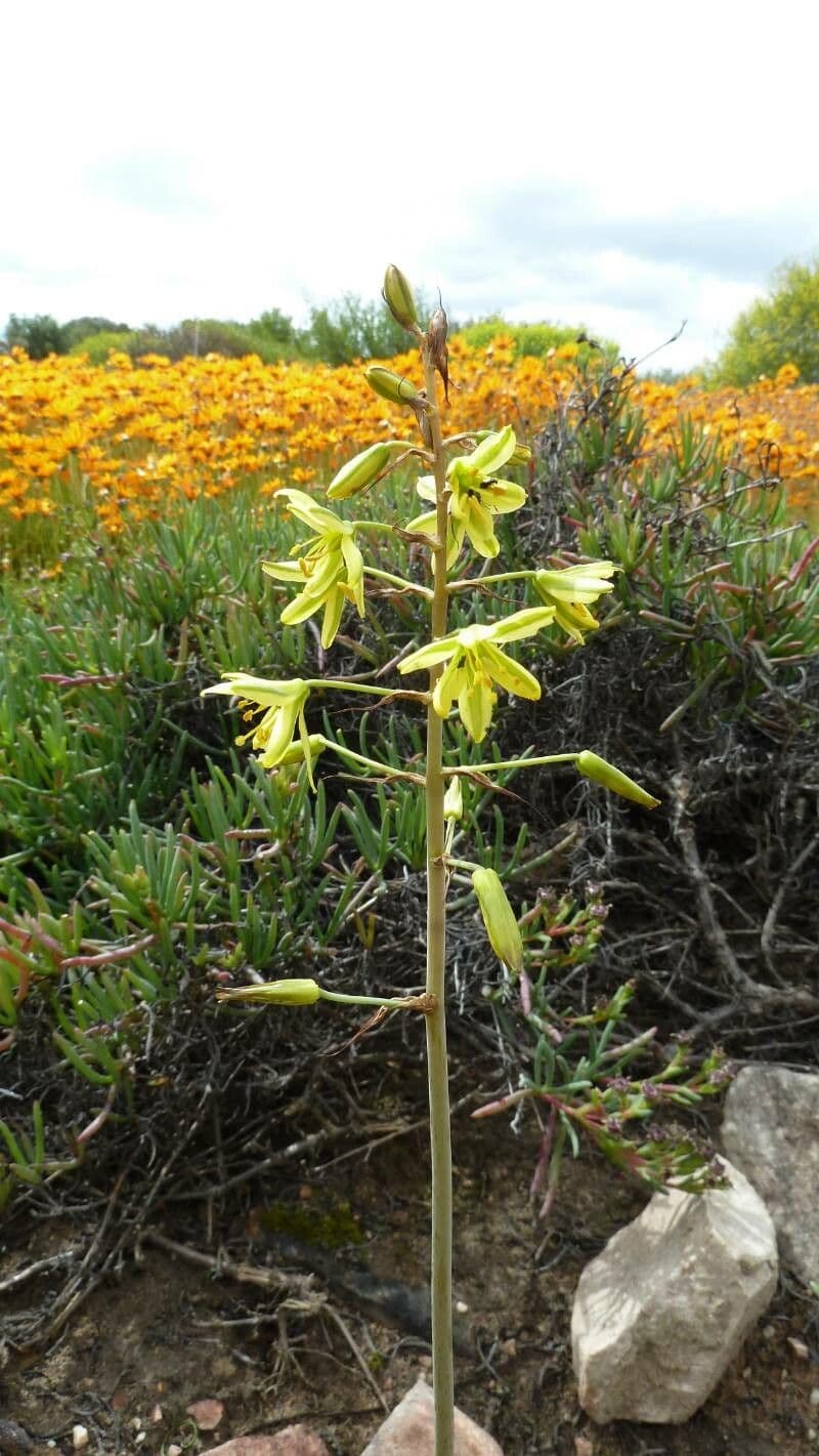 Bulbine bulbosa 4