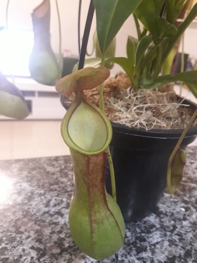 Pianta brocca mirabile 16