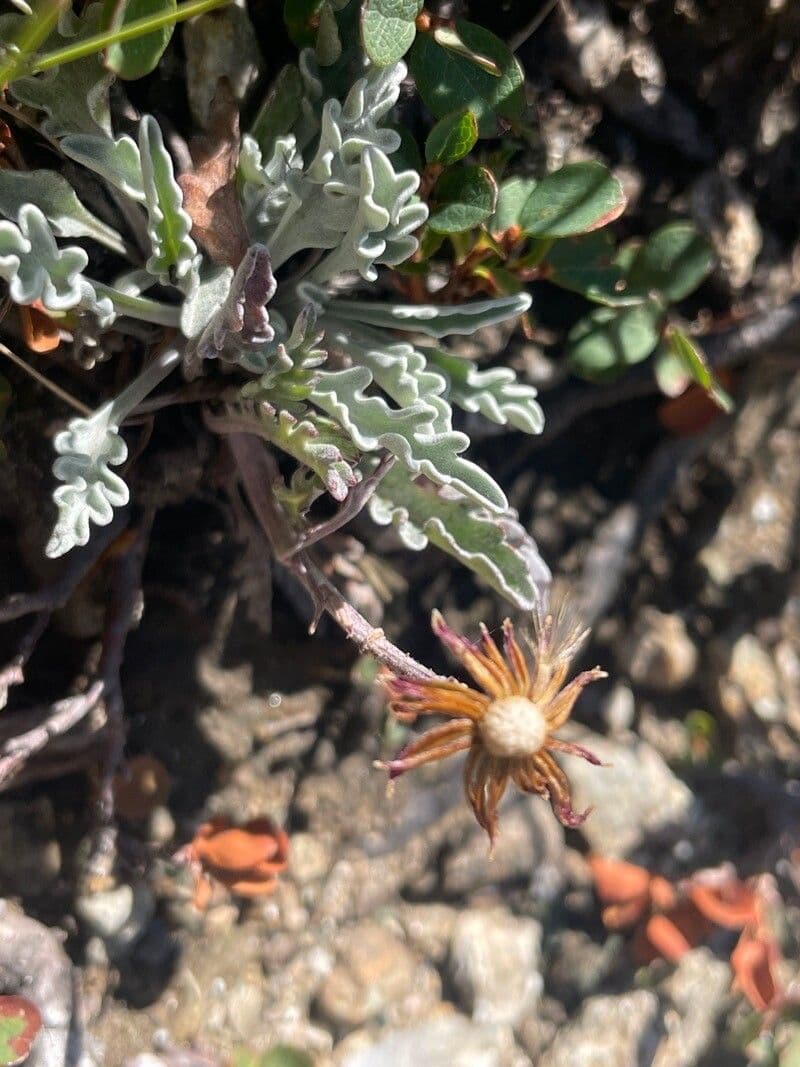Senecio 2