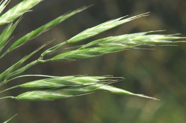 Bromus